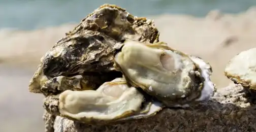 How Does Oyster Peptide Influence Male Reproductive Health?